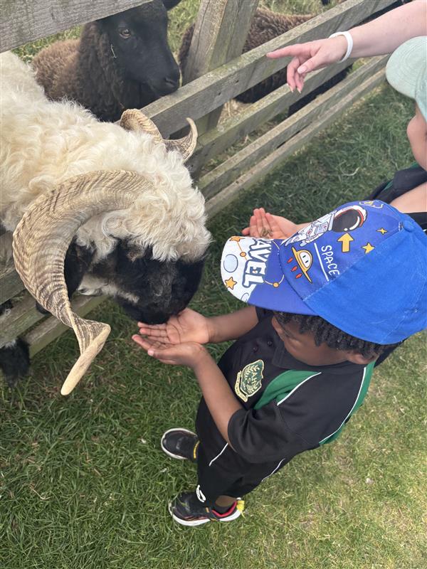 Children feeding a ram.