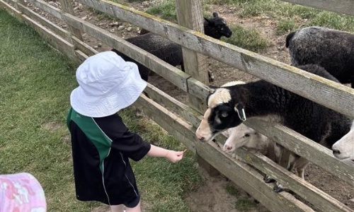 A young child feeding a sheep.